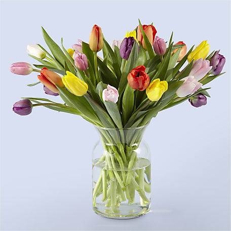 Picnic Tulips