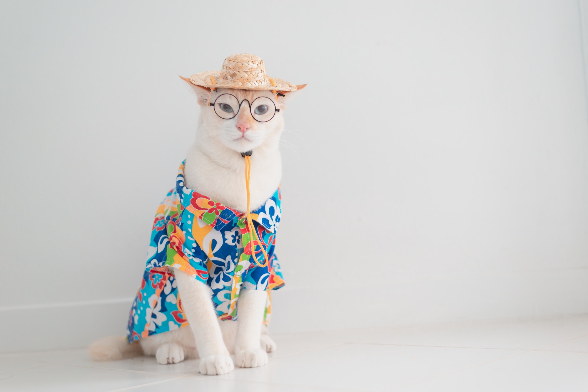 Funny cat going on vacation,wear beach shirt and hat in summer concept .